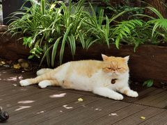 -谷咖啡·鲜花绿植花园餐厅