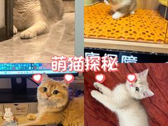 -欣宠猫屋·矮脚拿破仑·蓝金金渐层