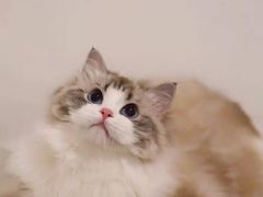 -猫十亿·布偶金渐层·曼基康矮脚猫舍(青年路店)