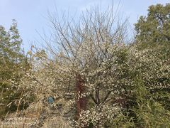 -宝通禅寺