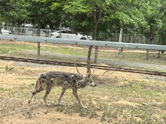 -秦皇岛野生动物园