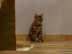 -袖虎·猫馆(体育西路店)