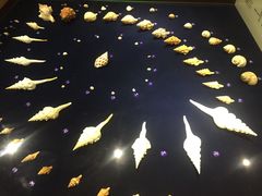 -青岛贝壳博物馆