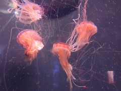 -成都浩海立方海洋公园