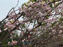 -观澜湖生态运动公社
