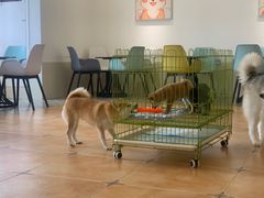 -Let's go狗咖·猫咖·奶狗·桌游(春熙路IFS店)