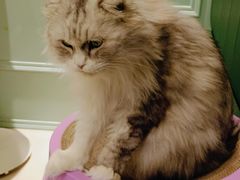 -安格丽娜·狗咖·猫咖羊驼咖(春熙路百盛商场店)