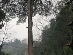 -青城山