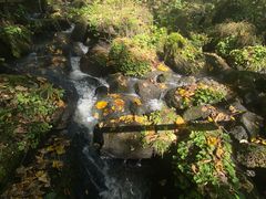 -五营红松林海景区