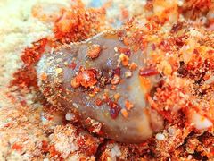 -舒记钵钵鸡