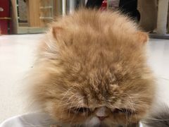 -藏猫猫咖啡主题馆(中央大道店)