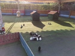 -萌宠亲子动物乐园(槐房万达店)