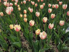 -长春公园(普阳街道)