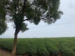 -敬亭山风景名胜区