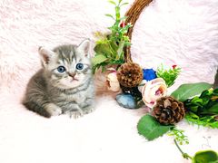 -十年猫舍·猫咪专门店(普陀店)
