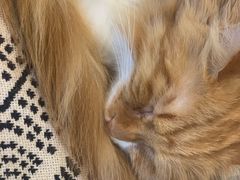 -平行世界·猫咖(首经贸店)