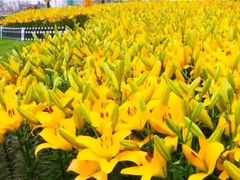 -盐城丹顶鹤湿地生态旅游区