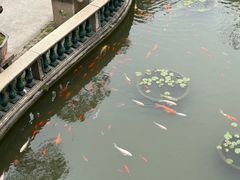 -碧江金楼