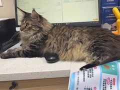 -瑞鹏宠物医院·普外科·影像科·皮肤科(城市山谷分院)