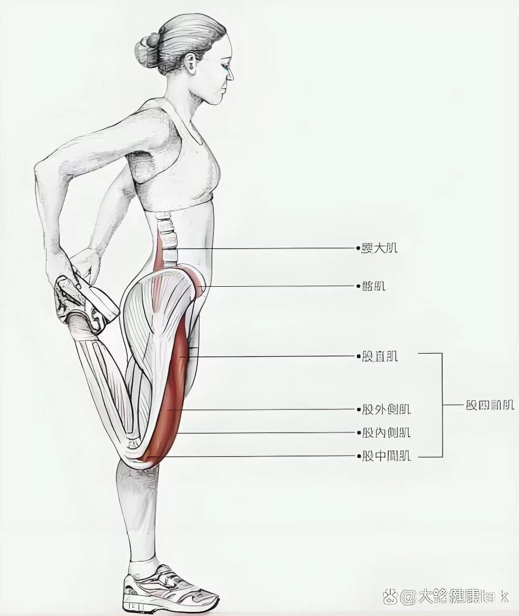 屈髋肌拉伸动作图解图片