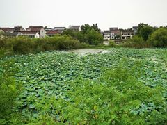 -长兴太湖图影湿地文化园