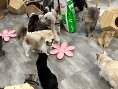 -楼上猫咖(罗湖店)