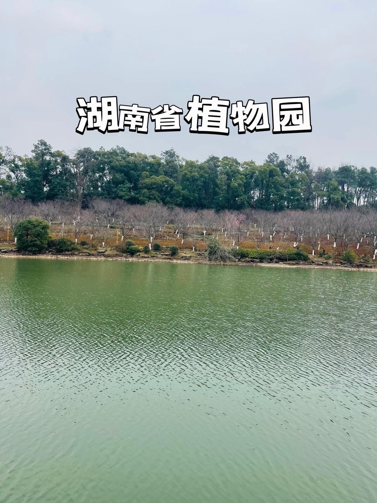 绿意漫行:邂逅湖南省植物园的时光秘境