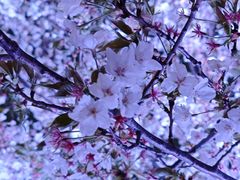 -西北湖绿化广场