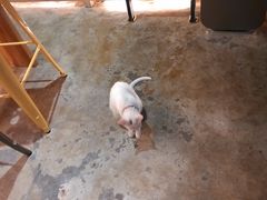 喵星人-MIKAKU(万达广场上海宝山店)