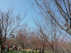 android_upload_pic-天适樱花悠乐园