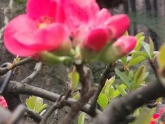 -南山植物园
