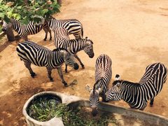 -西霞口神雕山野生动物世界