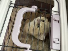 -pd派德宠物中心医院24H急重症·眼科中心·血液透析中心(嵩山北路店)