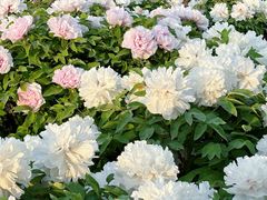 -曹州百花园