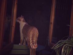 猫的天空之城概念书店(西塘古镇店)-猫的天空之城概念书店(西塘古镇店)