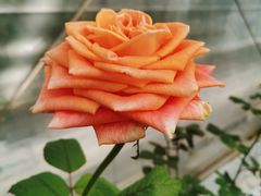 -上海鲜花港