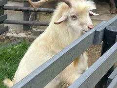 -神户市立六甲山牧场