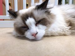 -猫在这儿猫咪咖啡馆·撸猫馆