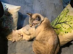 -李小姐の猫咖啡馆(五角场店)