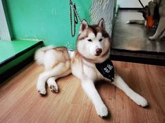 -Husky Go! 哈士奇体验馆·宠物咖啡厅狗咖