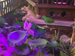 -韵秋荷(宝山龙湖天街店)