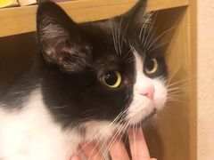 -猫友咖啡店(玉林西路店)