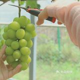 夏天的农场，热烈又艳丽