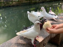 -西园戒幢律寺