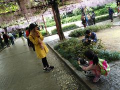 -嘉定紫藤园