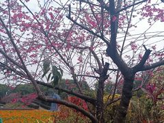 -广州市流溪河国家森林公园