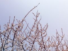 -秀丽东方