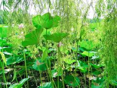 -长春市南湖公园