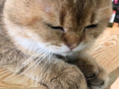 -猫在这儿猫咪咖啡馆·撸猫馆