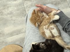 -楼上猫咖(罗湖店)